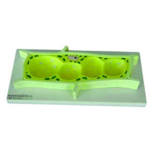 Plant cell model